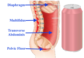 What is my ‘core’? - Inspired Physiotherapy